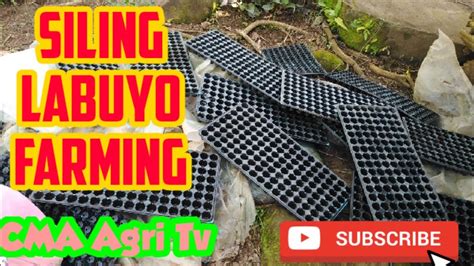 SILI FARMING: PAANO MAG PUNLA NG SILING LABUYO, .